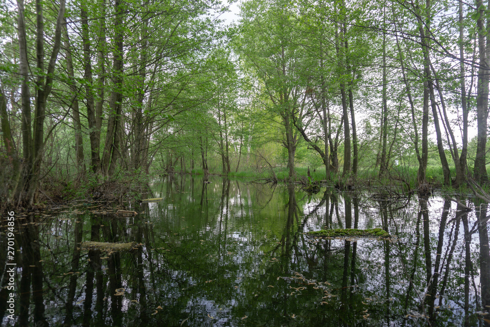Beautiful view of trees near the lake Beautiful view of trees near the lake