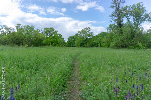 Green field and blue sky with clouds