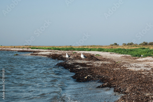 seagulls on wild sea beach