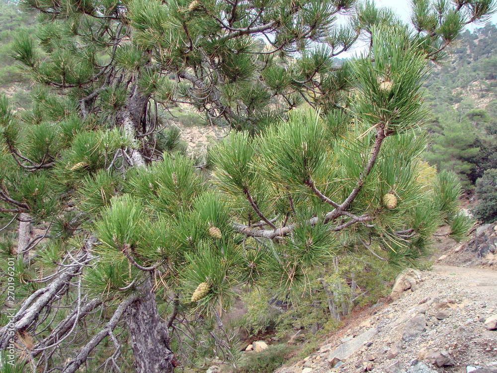Fototapeta premium The unique beauty and magnificence of mountain pines surrounded by all sides of the hiking lovers.