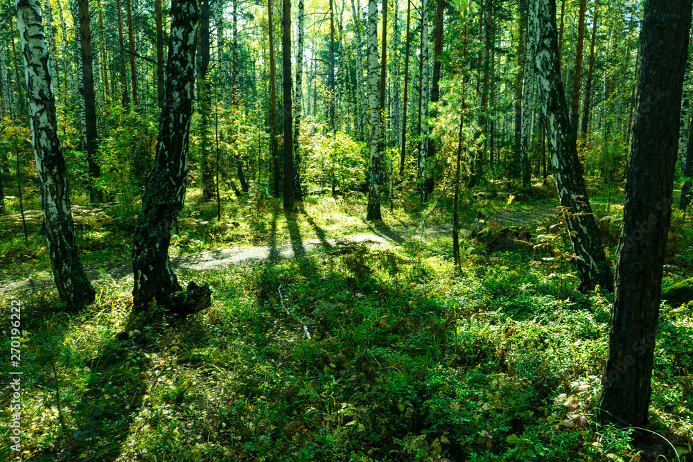 Obraz premium Summer Forest Background