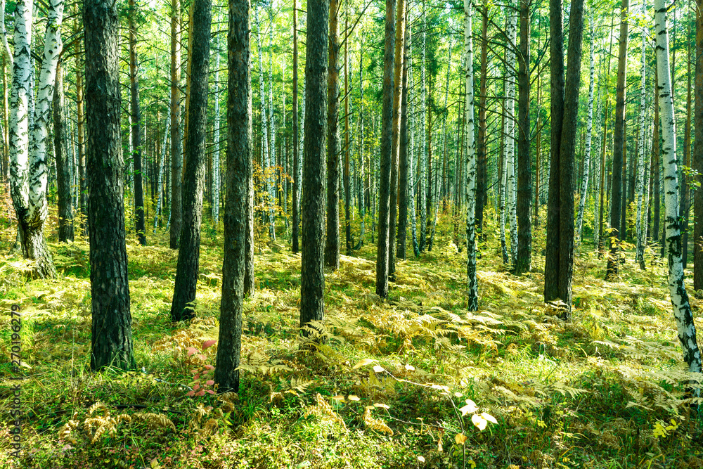 Summer Forest Background Summer Forest Background