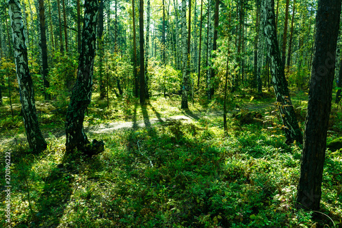 Summer Forest Background