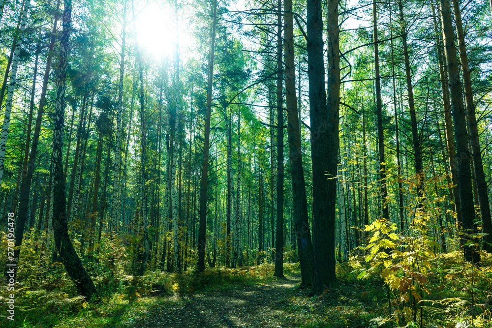 Fototapeta premium Summer Forest Background