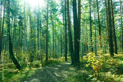 Summer Forest Background