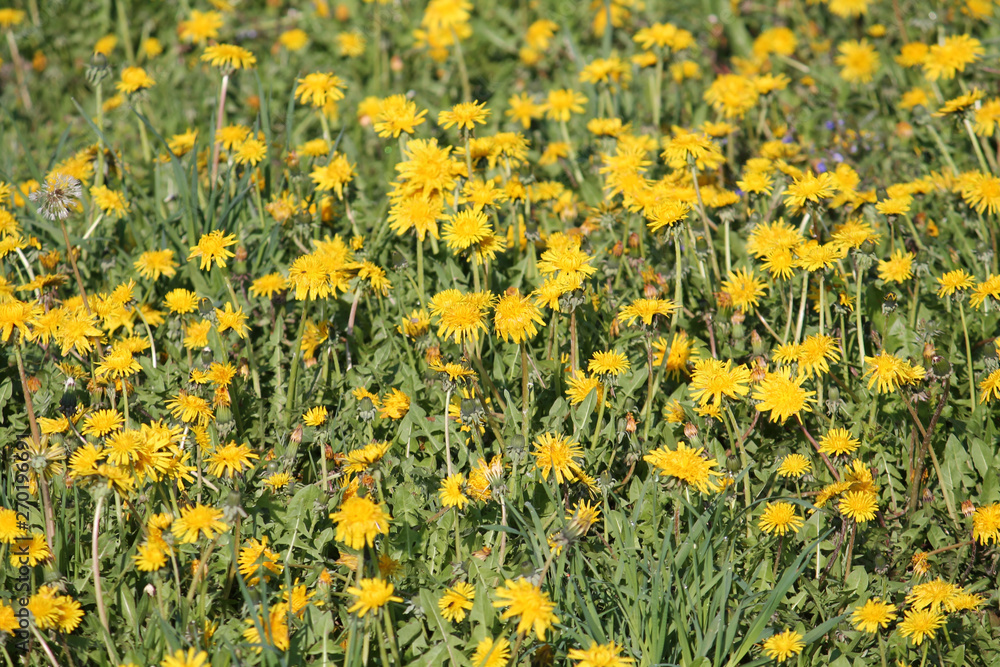 Field of dandelions yellow flowers and green grass. May, Belarus