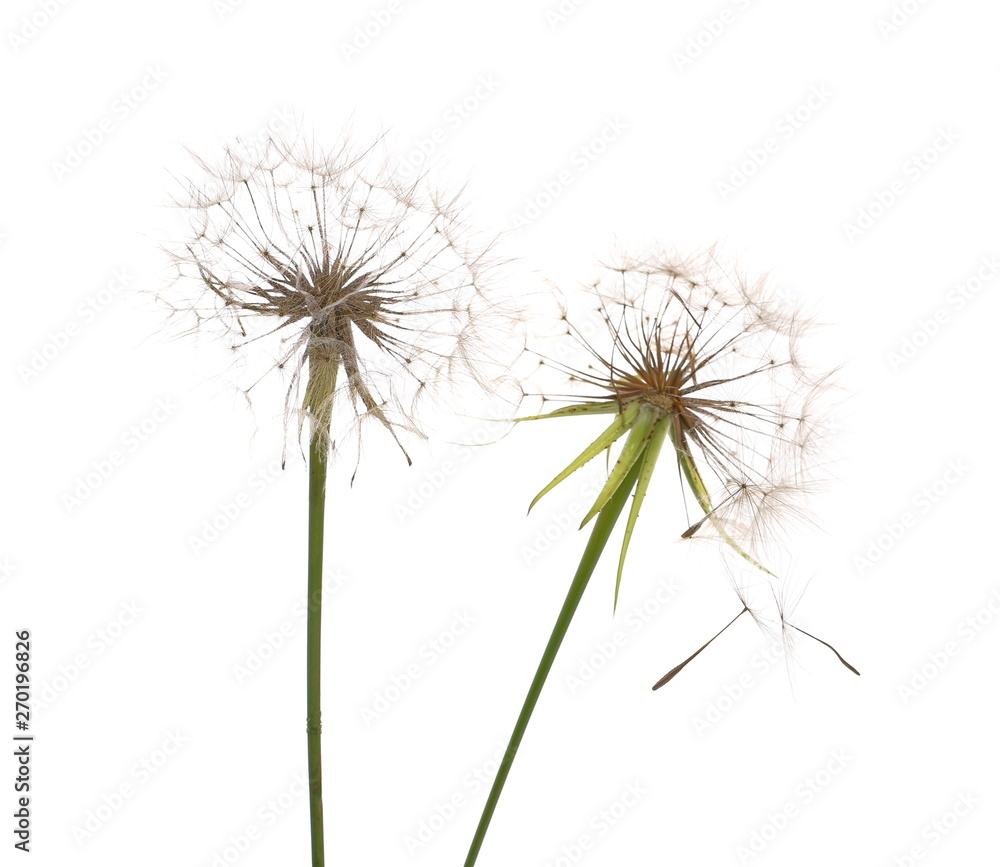 Dandelion spores blowing isolated in white