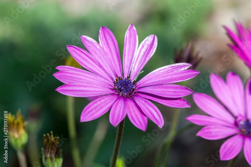 Osteospermum ecklonsis a South Africa violet purple flower plant commonly known as Cape marguerite