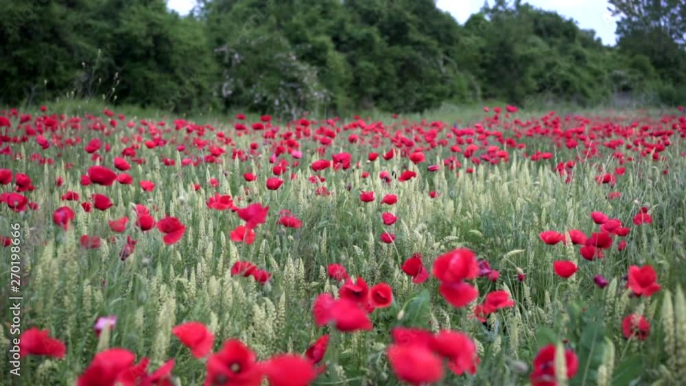 Field of blossoming poppies. Poppy field.Field of blossoming poppies. Blossoming poppies.close up of moving poppies. Field of blossoming poppies. Poppy field.Field of blossoming poppies. Blossoming poppies.close up of moving poppies.