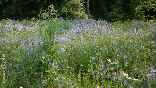 A scene where purple wildflowers bloom beautifully between green grass and trees