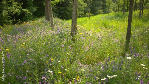 A scene where purple wildflowers bloom beautifully between green grass and trees