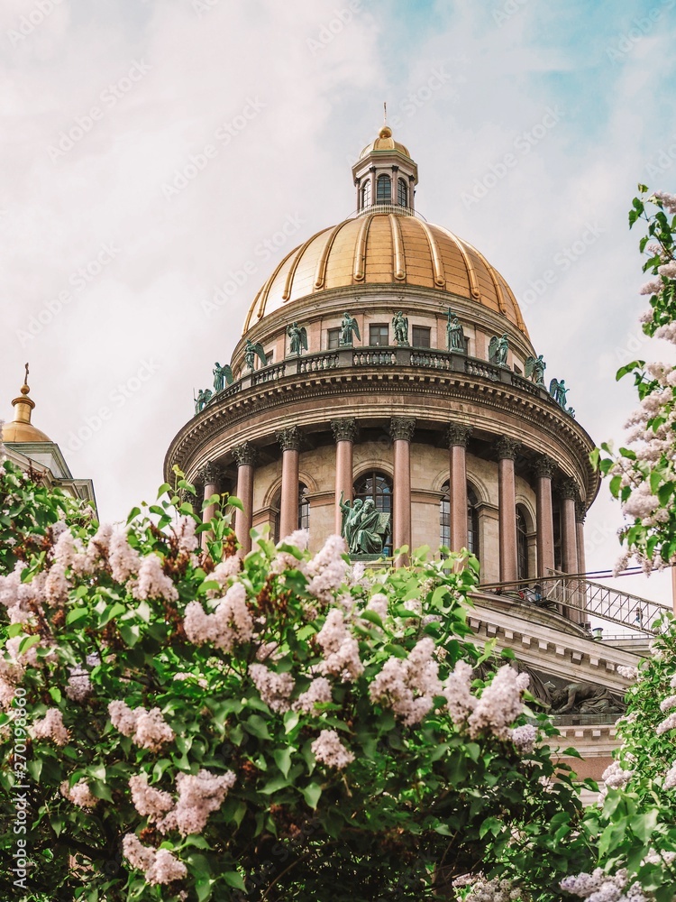 Fototapeta premium Variegated branches of lilac against the dome of St. Isaac's Cathedral in St. Petersburg