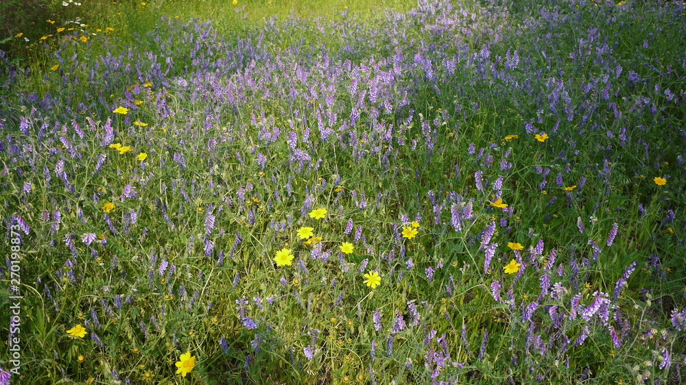 Fototapeta premium A scene where purple wildflowers bloom beautifully between green grass and trees