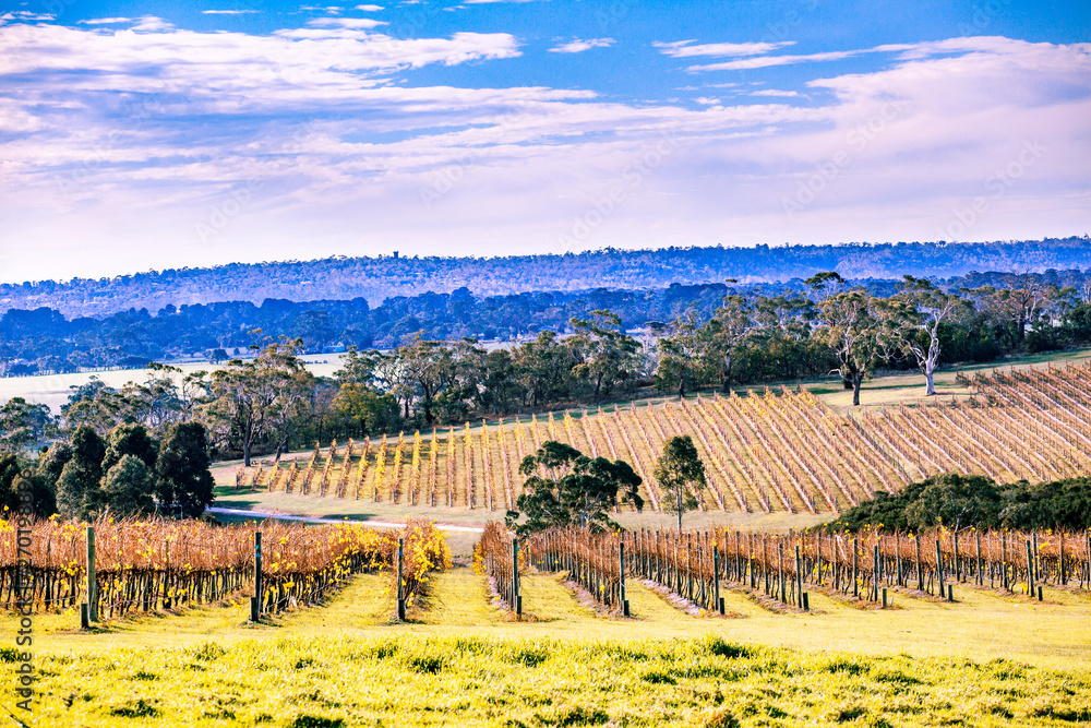 Winery in autumn on Mornington Peninsula, Victoria, Australia
