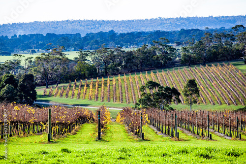Scenic winery in autumn on Mornington Peninsula, Victoria, Australia photo