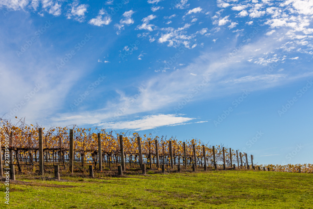 Fototapeta premium Scenic vineyard under blue sky in autumn