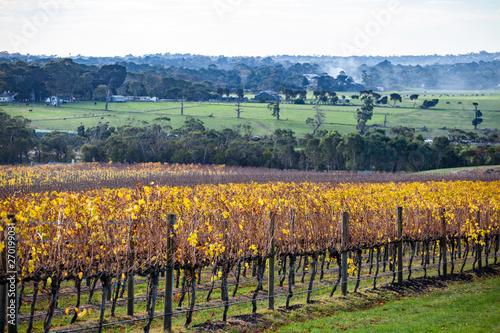 Vineyard in autumn in beautiful countryside in Australia photo