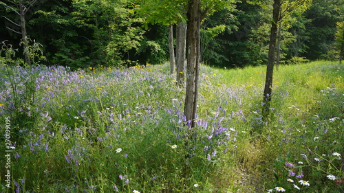 A scene where purple wildflowers bloom beautifully between green grass and trees