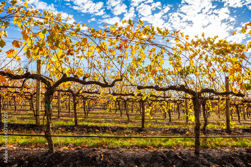 Grape vines with yellow leafs in autumn - closeup photo