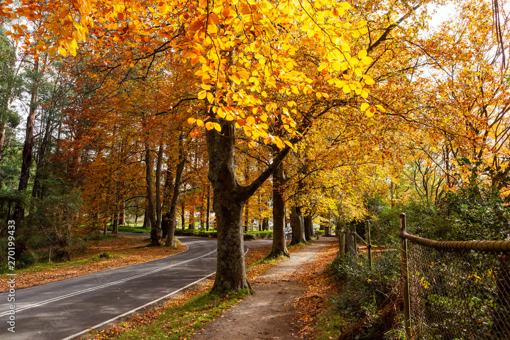 Walkway and road passing under golden trees canopy in fall. Dandenong Ranges, Australia Walkway and road passing under golden trees canopy in fall. Dandenong Ranges, Australia