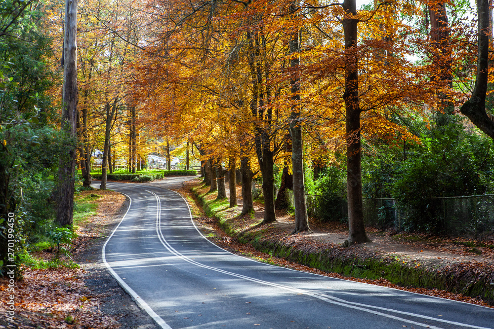 Rural road winding through golden foliage in autumn. Dandenong Ranges, Victoria, Australia