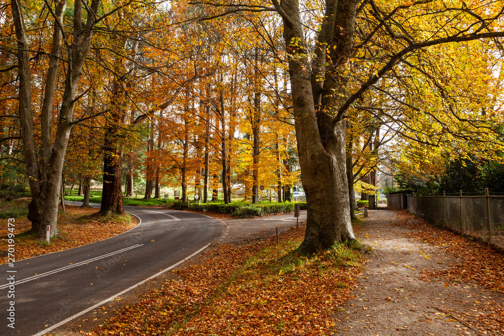 Road bending under orange autumn trees in Australia