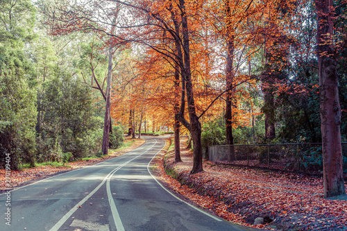 Rural road passing through tall autumn trees in Australia