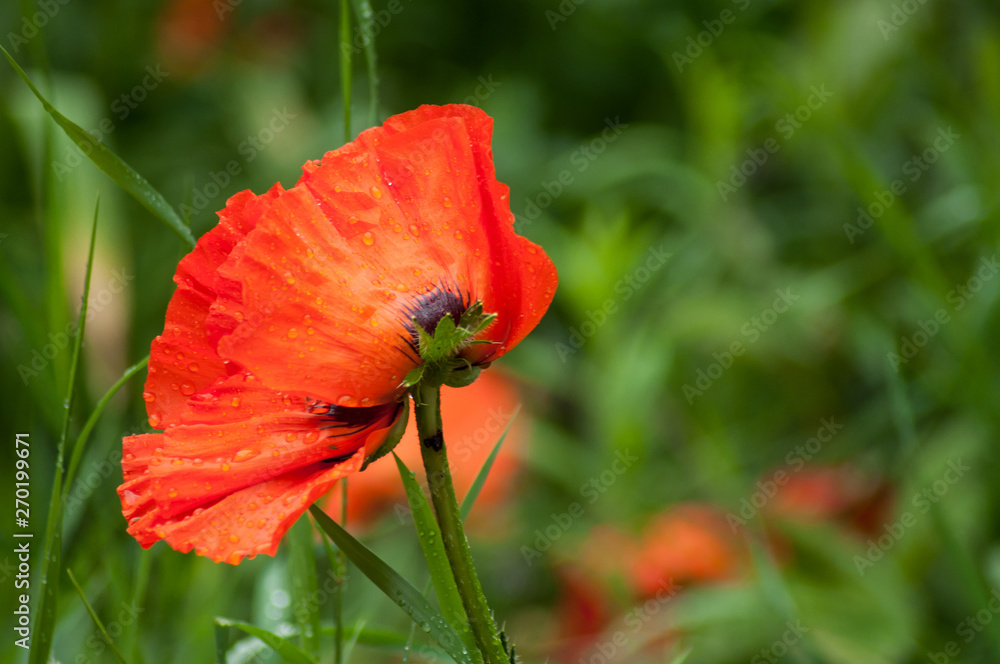 Closeup of rain drops on poppy in urban park Closeup of rain drops on poppy in urban park