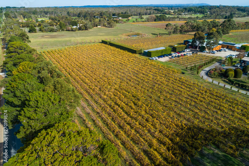 Aerial view of beautiful yellow vineyard in autumn. Mornington Peninsula  Australia