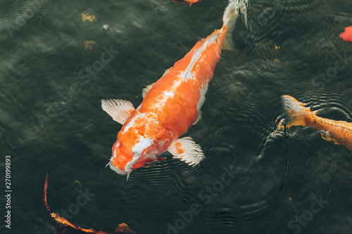 Colorful Koi carp swim in the pond and wait to be fed. Fight for food. Decorative fish for the park area.
