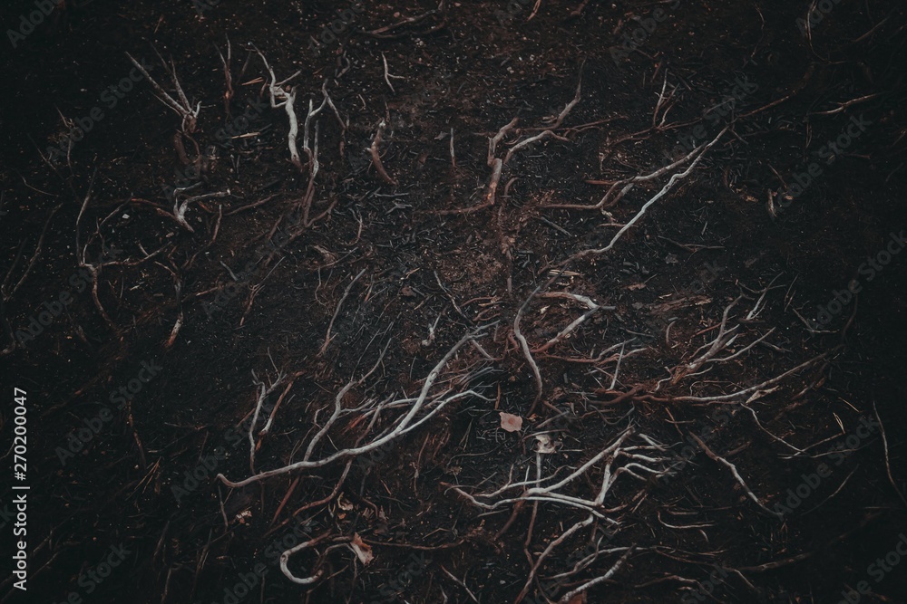 White roots are spreading through the dark ground White roots are spreading through the dark ground