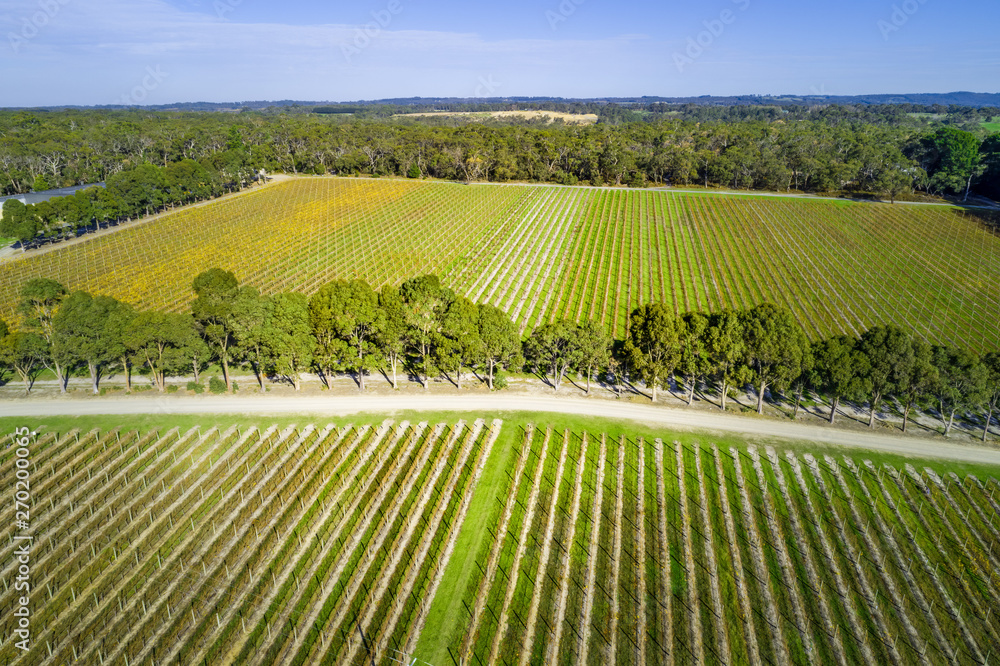 Aerial view of straight rows of vines in a winery.