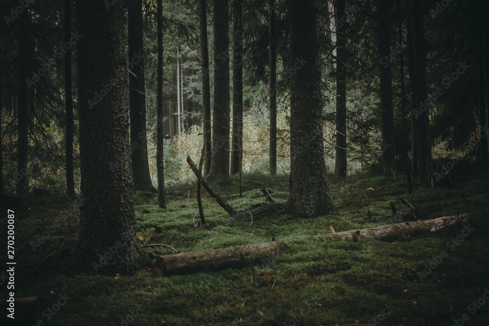 Obraz premium dark forest with broken trees, dark green woods thicket