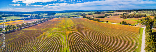 Wide aerial panorama of large vineyard in autumn near Red Hill, Victoria, Australia photo
