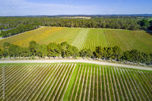Aerial view of straight rows of vines in a winery. photo