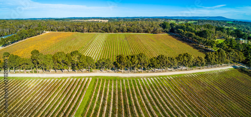 Aerial panoramic landscape of straight rows of vines in a winery. photo