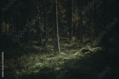 Fototapeta Naklejka Na Ścianę i Meble -  smooth light in dark woods, sun shining through trees in dark green colors, spotlight in the forest