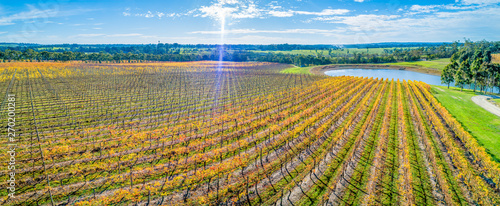 Beautiful aerial panorama of golden vineyard on bright sunny day with sun flare photo