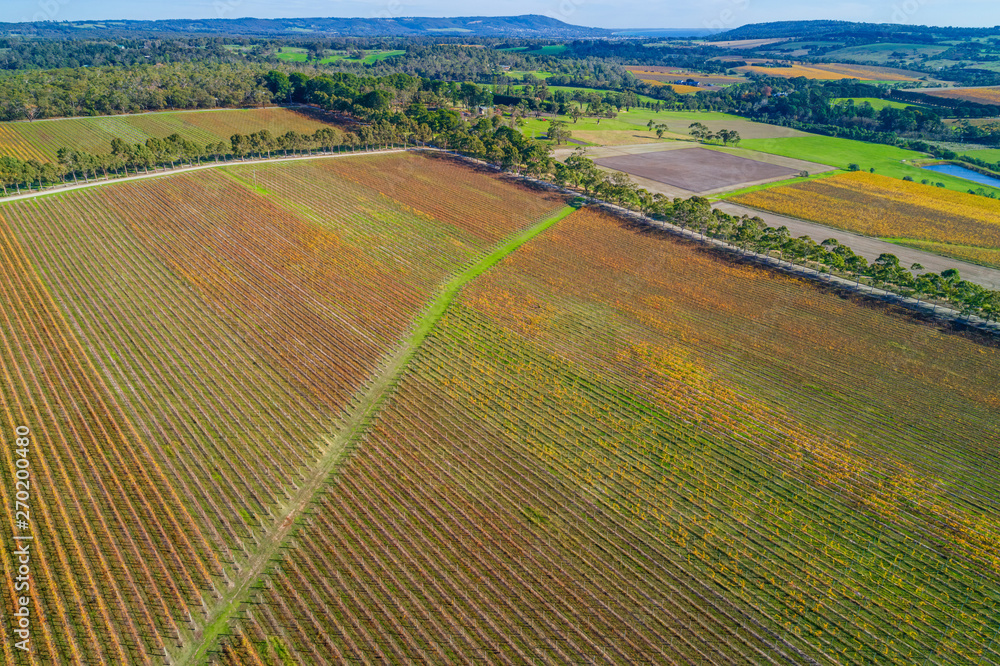 Beautiful vineyard in autumn in Melbourne, Australia