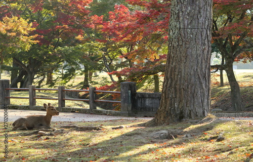 秋の奈良公園と座る鹿