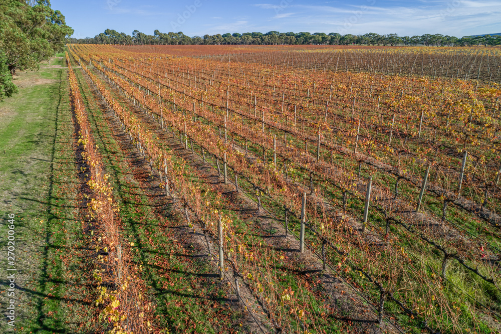 Straight rows of golden grape vines in autumn in Australia