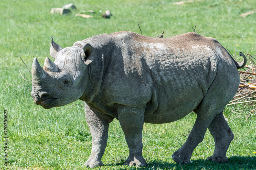 Fototapeta premium Endangered Eastern Black Rhino Grazing on Grass