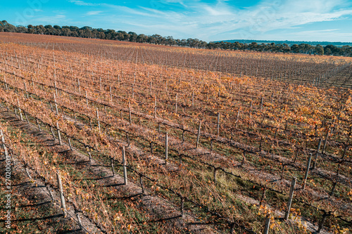 Rows of grape vines in autumn
