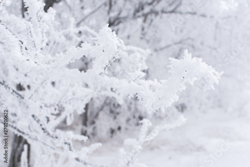 branches of tree covered with snow