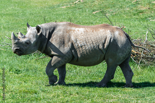 Endangered Eastern Black Rhino Grazing on Grass