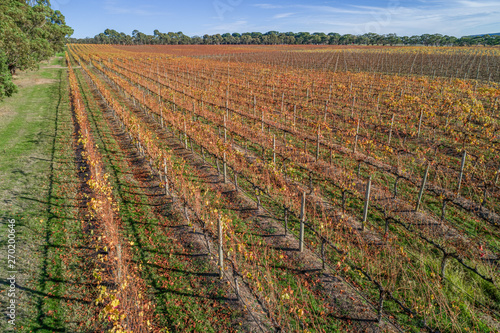 Straight rows of golden grape vines in autumn in Australia
