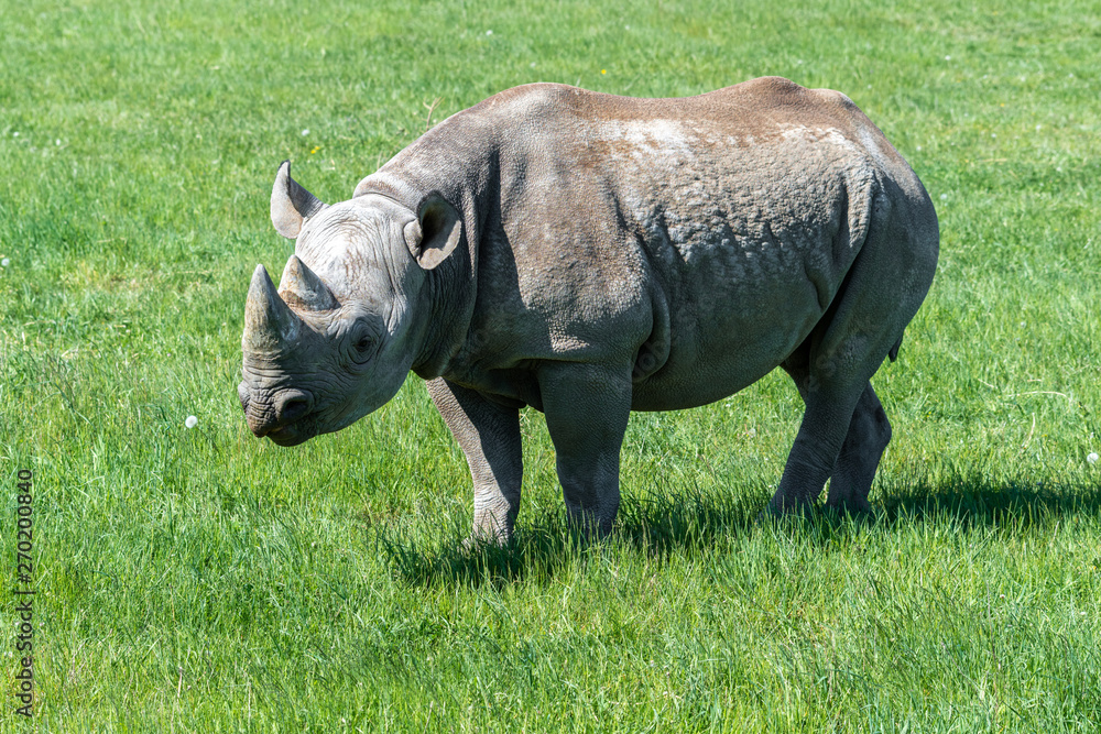 Fototapeta premium Endangered Eastern Black Rhino Grazing on Grass