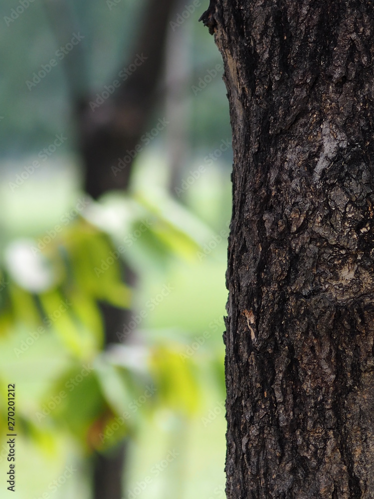 texture surface big tree trunk in the park Rough skin bark texture surface big tree trunk in the park Rough skin bark