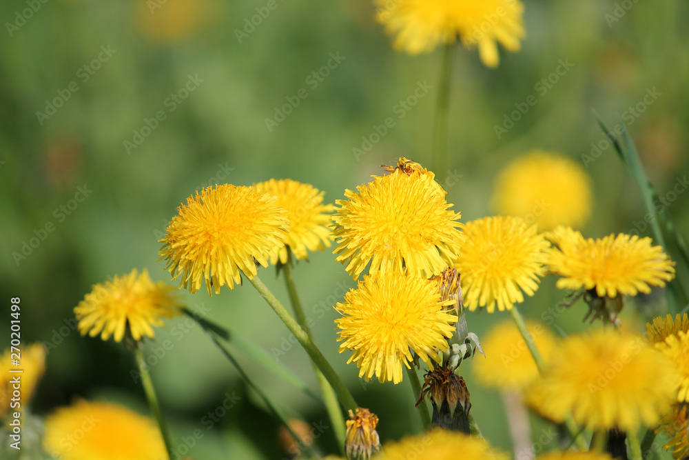 Dandelions (Taraxacum officinale) yellow flowers close-up in nature. May, Belarus Dandelions (Taraxacum officinale) yellow flowers close-up in nature. May, Belarus