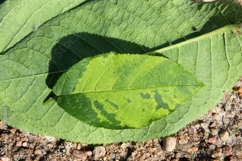 Virus-triggered symptoms of chlorotic mottling and mosaic on green leaf of bird cherry (Prunus padus). May, Belarus photo
